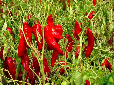 Red Chiles